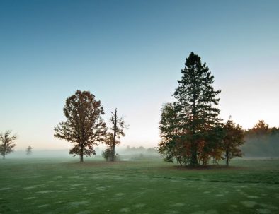 golf course with fog and pine trees
